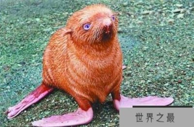 ​世界上最孤独的海豹：因长相怪异被同类排斥