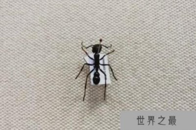 ​世界蜇人最疼的十大昆虫：子弹蚁位列榜首