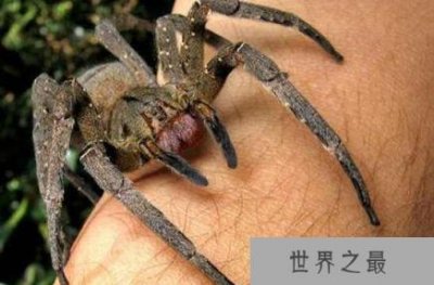 ​世界上最毒蜘蛛，巴西漫游蜘蛛(获吉尼斯纪录认