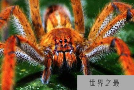 世界上最毒蜘蛛,巴西漫游蜘蛛(获吉尼斯纪录认证)