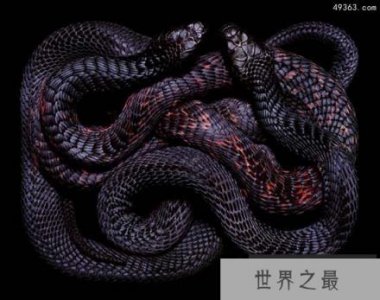 ​黑虎蛇，攻击性极强毒液的成分及其复杂