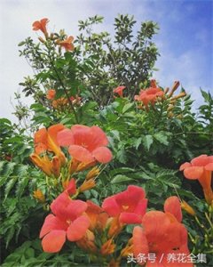 ​我不愿做攀援的凌霄花，借你的高枝炫耀自己