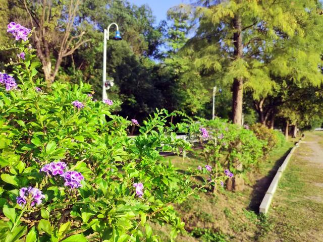 东莞游玩点(东莞这些宝藏打卡点)(20)