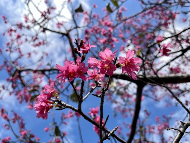 东莞游玩点(东莞这些宝藏打卡点)(12)