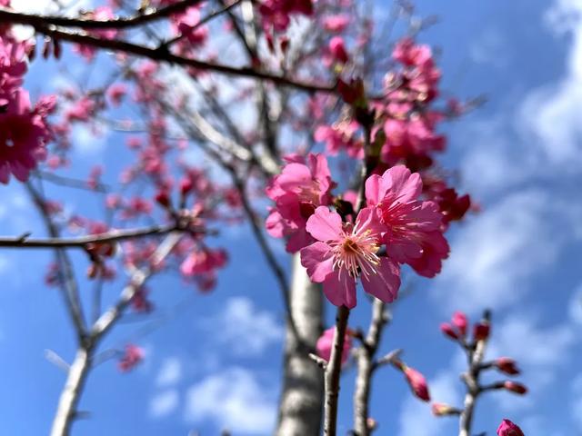 东莞游玩点(东莞这些宝藏打卡点)(11)