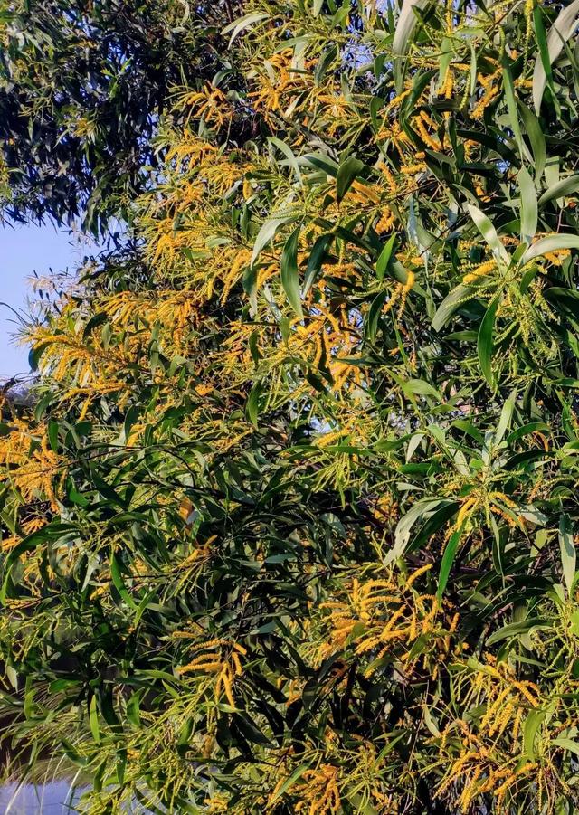 东莞游玩点(东莞这些宝藏打卡点)(19)