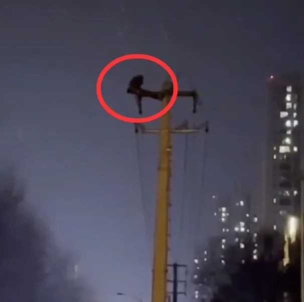 成都上万用户深夜停电(男子爬电线杆顶做仰卧起坐)