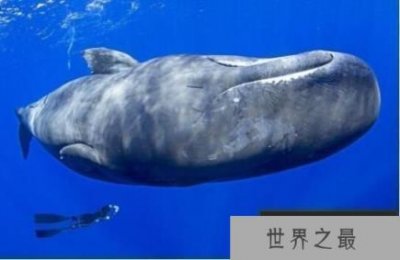 潜水时间最长的鲸:抹香鲸,最深能潜2200米(深海潜水冠军)