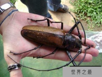 世界上最大的甲虫是什么?泰坦甲虫体长17厘米