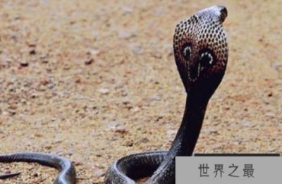 世界上现存最大的毒蛇 眼镜王蛇被称百蛇之王(体长5.6米)