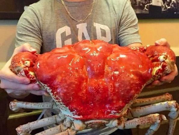 世界上最重的螃蟹,皇帝蟹重达72斤,秋天你吃螃蟹了吗?