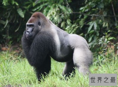 实力最强悍的猩猩,最大可达700斤