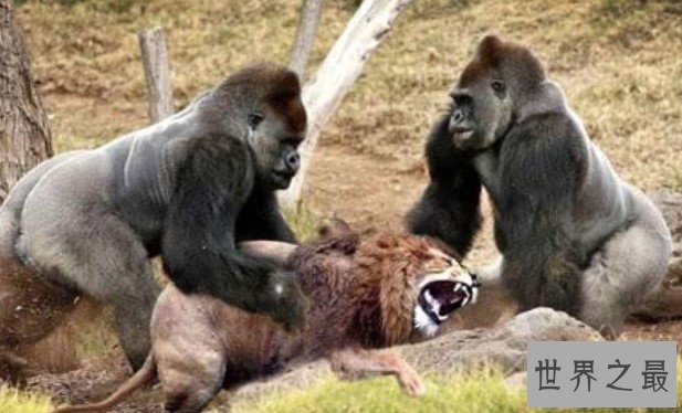 实力最强悍的猩猩,最大可达700斤