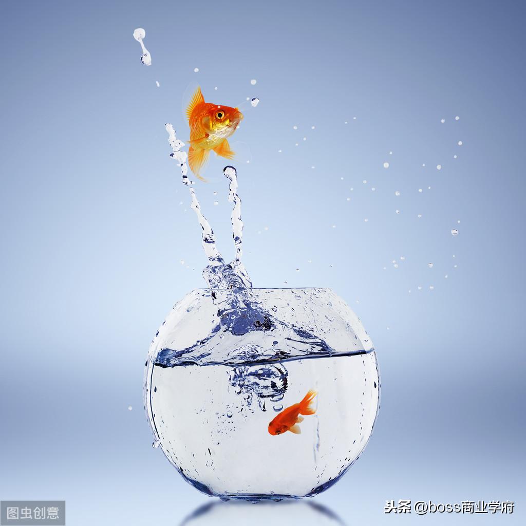 什么是海豚理论_管理学的十大法则 什么是海豚理论_管理学的十大法则