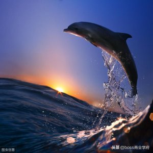 什么是海豚理论_管理学的十大法则