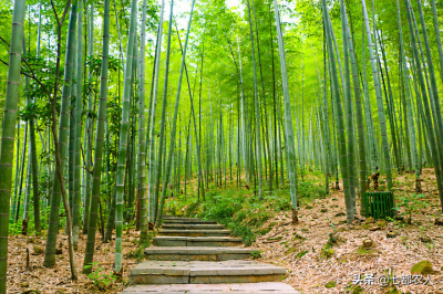 竹子的用途和市场需求(生活中竹子有哪些用途和价值)