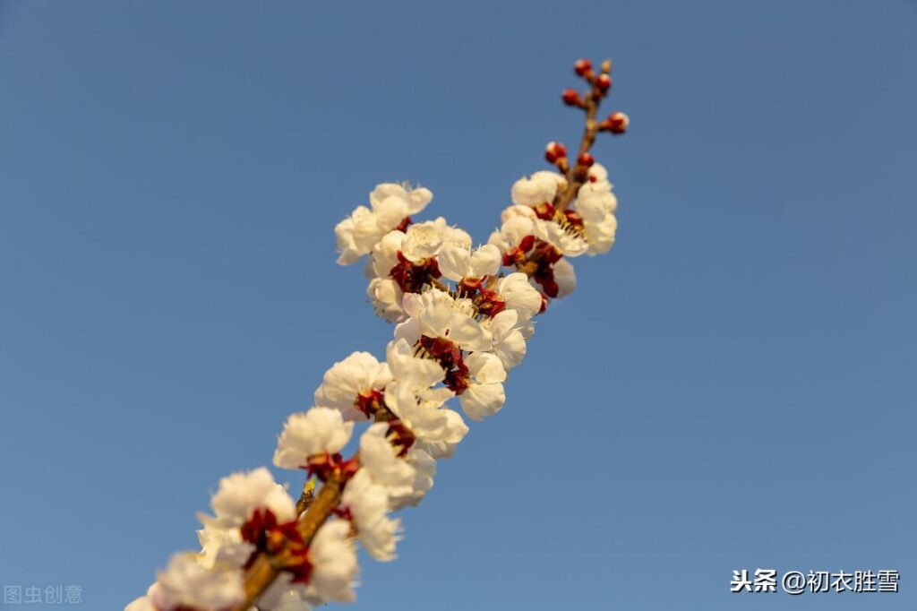 杏花是什么颜色的_为什么总说红杏 杏花是什么颜色的_为什么总说红杏