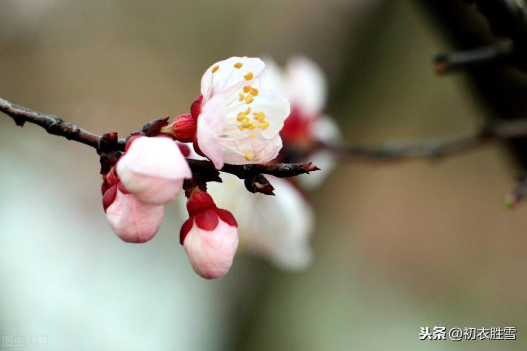 杏花是什么颜色的_为什么总说红杏 杏花是什么颜色的_为什么总说红杏