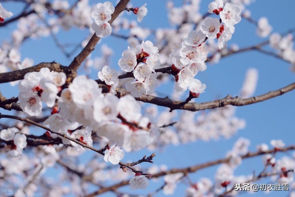 杏花是什么颜色的_为什么总说红杏 杏花是什么颜色的_为什么总说红杏