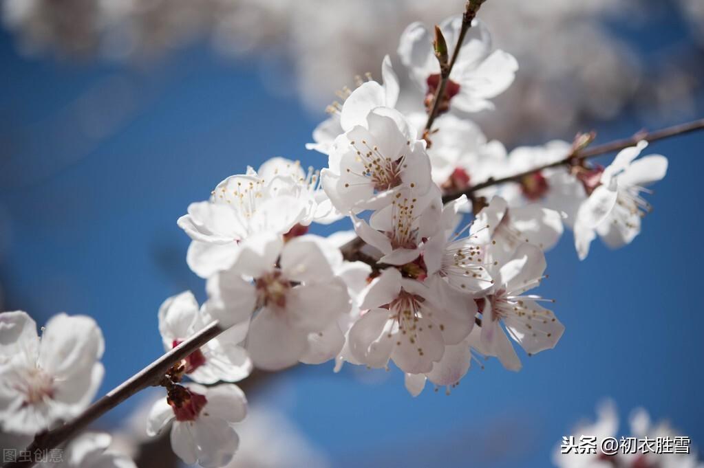 杏花是什么颜色的_为什么总说红杏 杏花是什么颜色的_为什么总说红杏