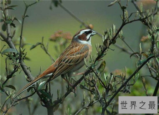 世界上最危险的10种鸟,非洲鸵鸟高达七英尺!