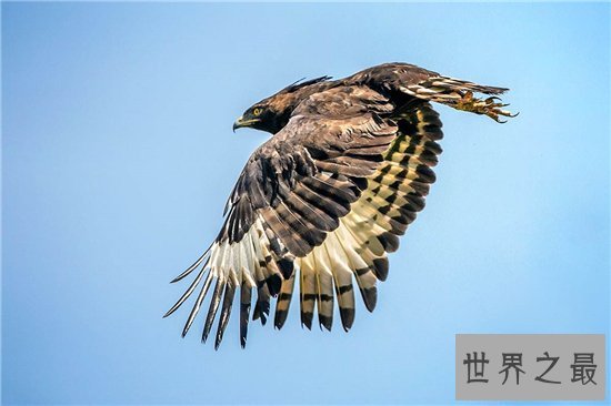 世界上最危险的10种鸟,非洲鸵鸟高达七英尺!