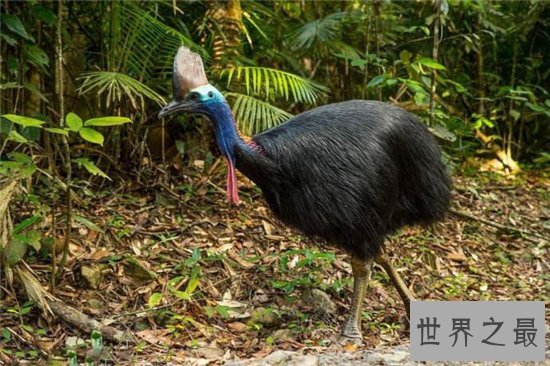 世界上最危险的10种鸟,非洲鸵鸟高达七英尺!