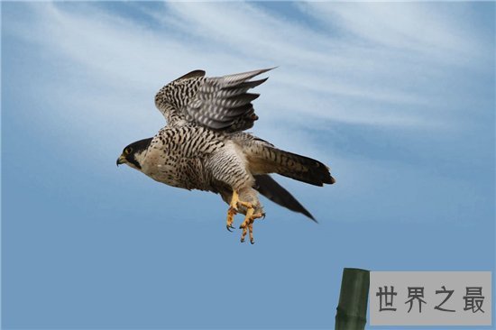 世界上最危险的10种鸟,非洲鸵鸟高达七英尺!