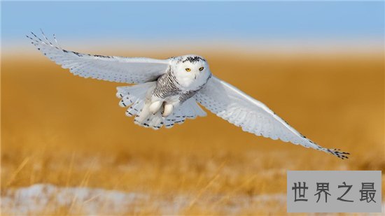 世界上最危险的10种鸟,非洲鸵鸟高达七英尺!