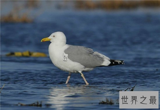 世界上最危险的10种鸟,非洲鸵鸟高达七英尺!