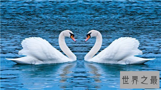 世界上最危险的10种鸟,非洲鸵鸟高达七英尺!