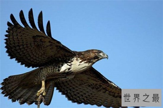 世界上最危险的10种鸟,非洲鸵鸟高达七英尺!