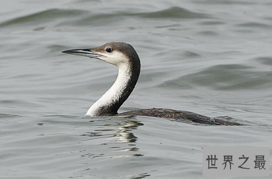 世界上最危险的10种鸟,非洲鸵鸟高达七英尺!