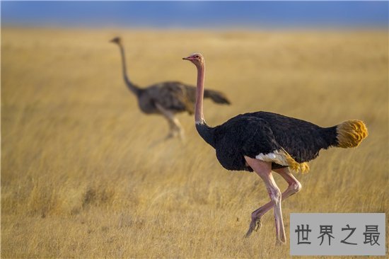 世界上最危险的10种鸟,非洲鸵鸟高达七英尺!