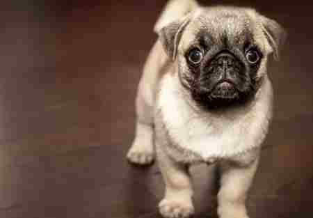 世界上什么动物最聪明?动物智商排名