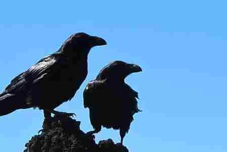 世界上什么动物最聪明?动物智商排名