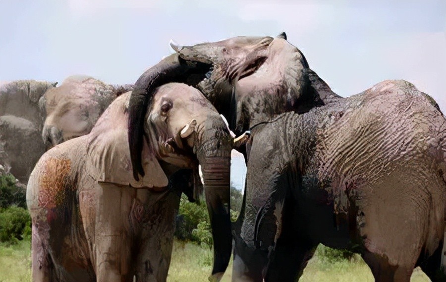 世界上什么动物最聪明?动物智商排名