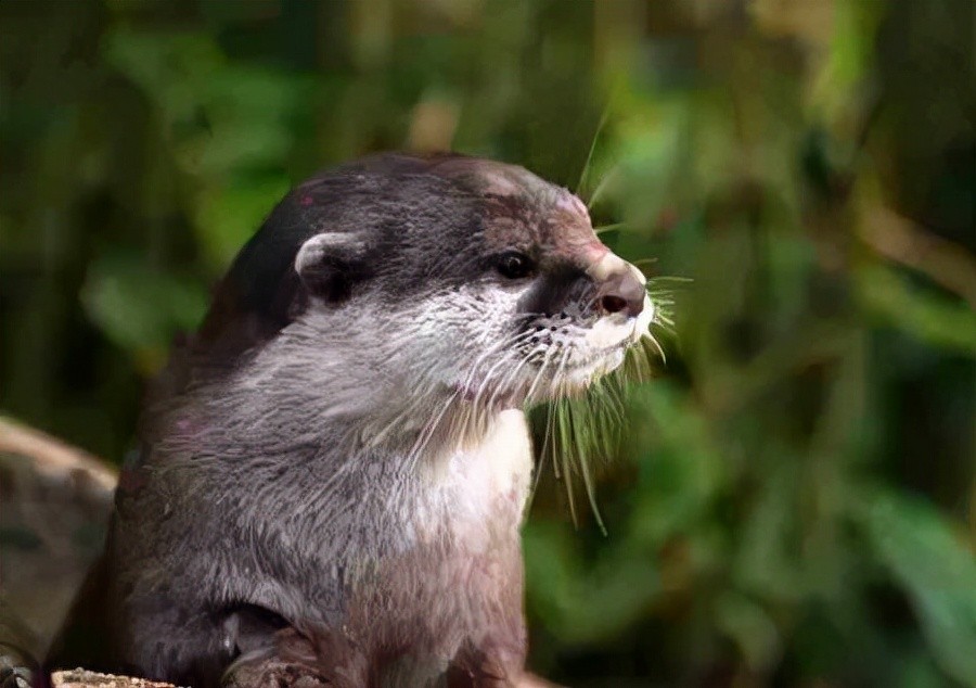 世界上什么动物最聪明?动物智商排名