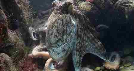 世界上什么动物最聪明?动物智商排名