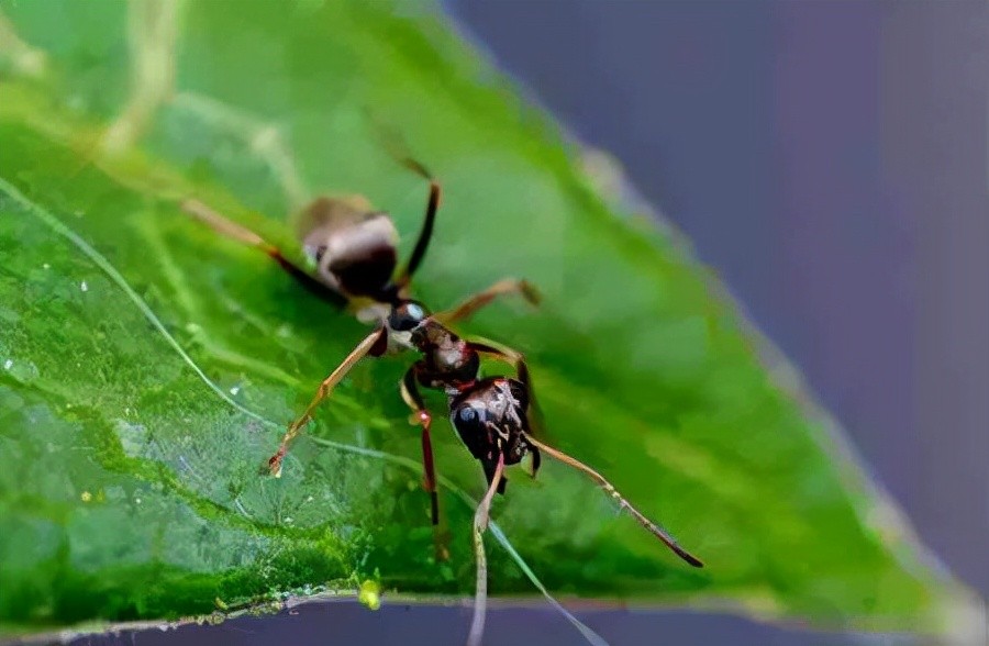 世界上什么动物最聪明?动物智商排名