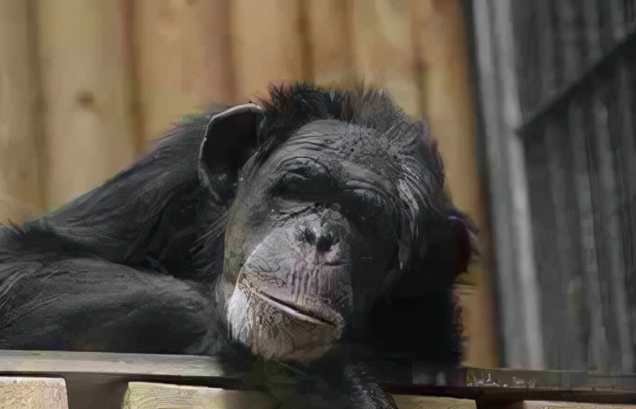 世界上什么动物最聪明?动物智商排名