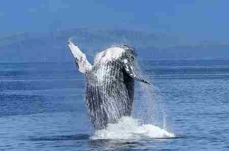 世界上什么动物最聪明?动物智商排名