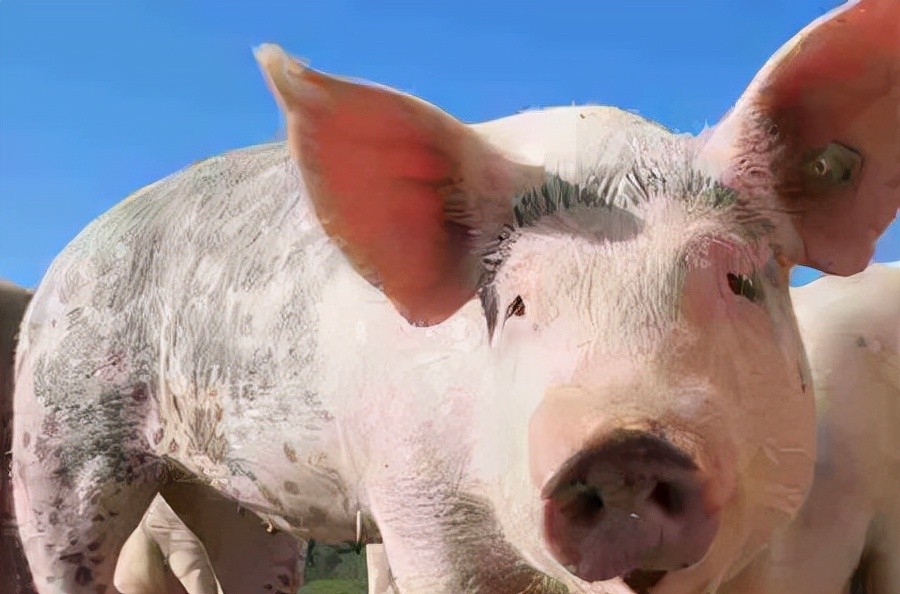 世界上什么动物最聪明?动物智商排名