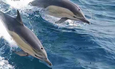 世界上最聪明的动物(世界上什么动物最聪明)