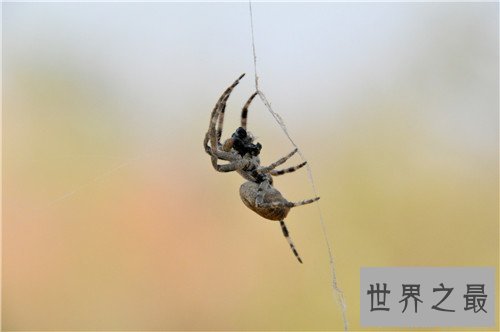 世界上最大的蜘蛛,最大的蜘蛛竟然和人的拳头一样大