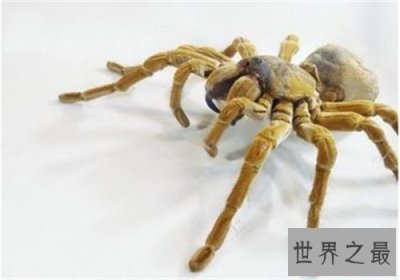 世界上最大的蜘蛛,最大的蜘蛛竟然和人的拳头一样大