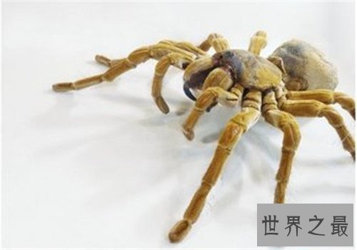 世界上最大的蜘蛛,最大的蜘蛛竟然和人的拳头一样大