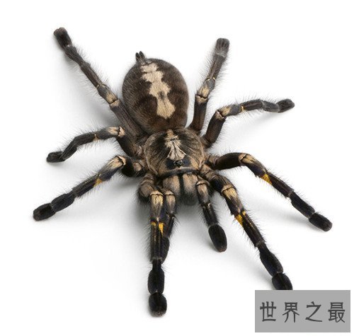 世界上最大的蜘蛛,最大的蜘蛛竟然和人的拳头一样大