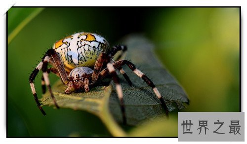 世界上最大的蜘蛛,最大的蜘蛛竟然和人的拳头一样大