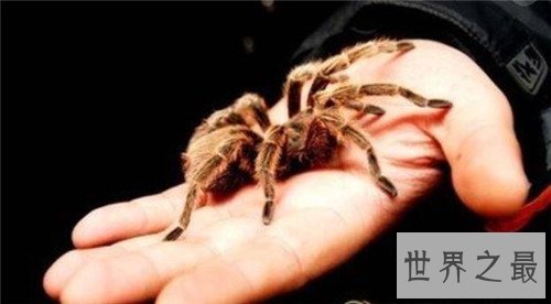 世界上最大的蜘蛛,最大的蜘蛛竟然和人的拳头一样大